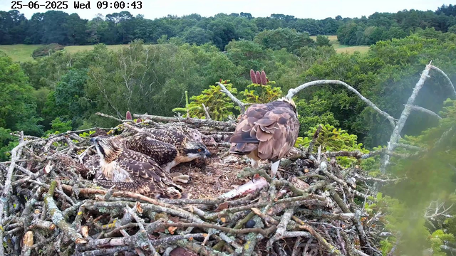 A nest with three young hawks is perched high in a tree, surrounded by dense green foliage and a distant treeline under a cloudy sky. The nest is made of intertwined sticks and twigs. Two of the hawks are lying down, while one is standing, facing away from the camera. The hawks have brown and cream feather patterns, and the hawk standing has its back turned, showing its wings and tail feathers. The date and time are displayed at the top of the image.