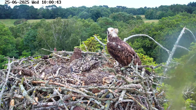 A large eagle is perched on the edge of a nest made of twigs, with several nearby chicks resting inside. The background features a lush, green forest and distant rolling hills. The image is timestamped June 25, 2025, at 10:00 AM.
