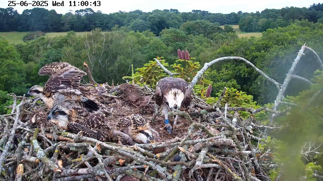 A large bird of prey, likely an osprey, stands on a nest made of sticks and branches. The nest is situated high in a tree with lush green foliage and a dense forest in the background. The osprey appears to be tending to its young or eggs, with one chick visible in the nest. The scene is captured on a bright, clear day, and a timestamp along with date is displayed at the top of the image.