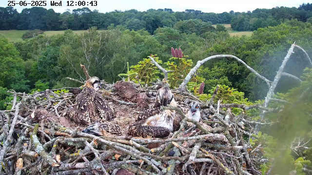 A nest with four young birds, likely hawks or similar raptors, is situated high in a tree, surrounded by lush green foliage. The birds have brown, white, and black patterned feathers, and appear to be resting or observing their surroundings. The background features a dense forest with various trees and a gently rolling landscape. The timestamp on the image indicates it was taken on June 25, 2025, at 12:00 PM.