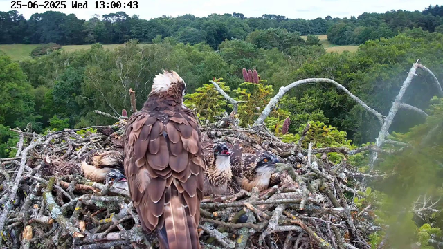 A mature bird of prey, possibly an osprey, is perched on the edge of its nest made of sticks and twigs. Inside the nest, there are several hatchlings with wide-open mouths, waiting to be fed. The nest is situated high above a lush green forest with dense trees and rolling hills in the background. The scene is viewed from a webcam, with a timestamp showing June 25, 2025, at 1:00 PM.