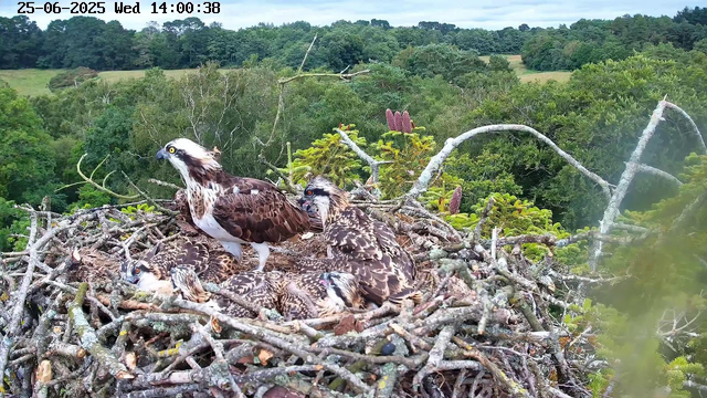 A nest of ospreys with several young chicks resting inside. Two adult ospreys are perched on the edge of the nest, watching over the chicks. The nest is built with sticks and is situated high above a lush green forest, with rolling hills in the background. The image is timestamped "25-06-2025 Wed 14:00:38" at the top.