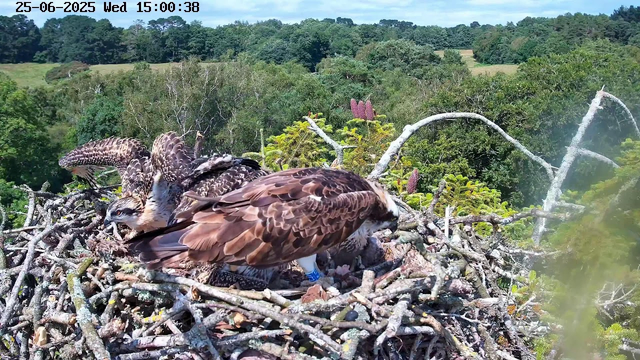 A nest with two young ospreys perched on branches high in a tree, overlooking a lush green forest. One osprey is looking down while the other appears to be preening or inspecting its feathers. The scene is bright and clear with a blue sky in the background. The date and time are displayed at the top of the image.