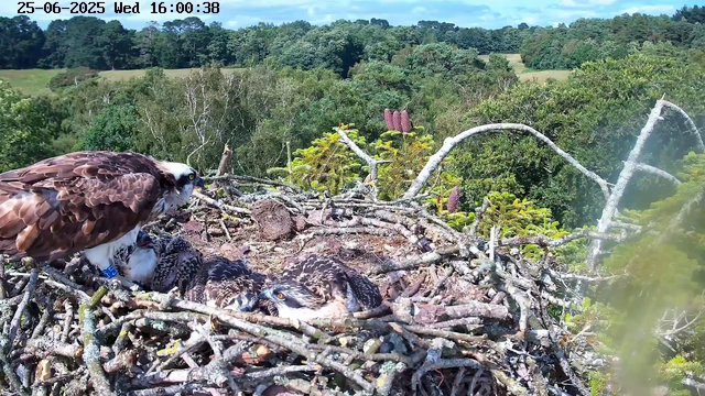 An adult bird of prey, likely a hawk or an osprey, is perched on the edge of its large nest made of sticks. Inside the nest, there are two chicks with striped and speckled feathers, lying close to each other. The background features a lush green forest with various trees and rolling hills under a blue sky with some clouds. The scene appears to be during the daytime, with sunlight illuminating the nest and surrounding landscape. The timestamp on the image indicates it was taken on June 25, 2025, at 4:00 PM.