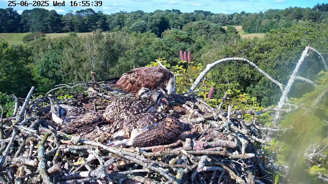 A bird of prey, likely an osprey, is sitting and tending to a nest made of sticks. Inside the nest, there are several young osprey chicks with speckled brown and white plumage. The background shows a lush green forest with trees and rolling hills under a bright blue sky with some scattered clouds. A timestamp at the top indicates the date as June 25, 2025, and the time as 16:55:39.