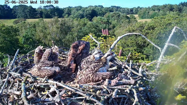 A nest with five young hawks resting on a tree branch, surrounded by lush green foliage and dense forest in the background. The timestamp in the upper left corner indicates the date and time as June 25, 2025, at 6:00 PM.