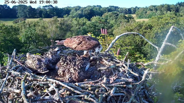 A bird of prey, possibly an osprey, is sitting in its large nest made of sticks and twigs. Four juvenile birds are nestled in the nest, with one of them partly visible and the others resting closely together. The nest is situated high in a tree, overlooking a lush green landscape of trees and rolling hills. The scene is brightly lit, with clear skies overhead, and the timestamp indicates it is early evening.