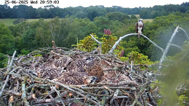 A large bird of prey, likely an osprey, is perched on a branch near the nest, observing the scene below. The nest, constructed from numerous sticks, is situated high among lush green trees in a dense forest. Inside the nest, several young osprey chicks with speckled brown and white feathers are huddled together. The background features a vibrant canopy of trees with varying shades of green, and the sky appears overcast. The image timestamp indicates it was taken on June 25, 2025, at 8:59 PM.