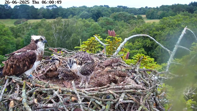 A large bird of prey, likely an osprey, stands on the edge of a nest made of sticks, with two smaller chicks lying in the nest. The adult bird has a white head with a dark eye stripe, brown wings, and a yellow eye. The chicks are covered in mottled brown and white feathers. The nest is situated high in a tree with abundant green foliage and branches, and a lush forest stretches into the distance in the background. The image is timestamped "26-06-2025 Thu 06:00:49" at the top.