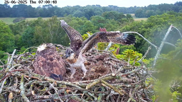 A young osprey chick and an adult osprey are in a large nest made of twigs, high above a forested landscape. One of the adult osprey's wings is spread open, showing its feathers, while the chick appears to be looking at something outside the nest. The background features lush green trees and a bright, clear sky. The image has a timestamp at the top that reads "26-06-2025 Thu 07:00:48".