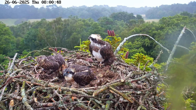 A nest made of twigs and branches is situated high in a tree, with four young osprey chicks inside. One adult osprey is perched on the nest, watching over the chicks. The background features a dense, green forest with rolling hills under a cloudy sky. The image is timestamped "26-06-2025 Thu 08:00:48" at the top.