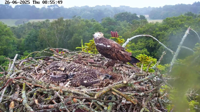 A large bird of prey, likely an adult osprey, is perched on the edge of its nest made of sticks, with three or four young chicks lying inside the nest. The adult has brown and white feathers, a white head with some dark markings, and is looking to the side. The chicks are covered in brown and white downy feathers. The background shows a lush, green forest with trees and rolling hills under a cloudy sky. The timestamp shows it is early morning on June 26, 2025.