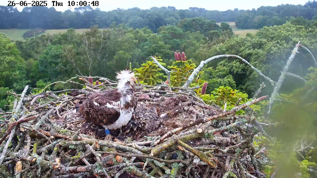A young bird with brown and white feathers and a fluffy crest on its head is sitting in a large nest made of twigs and branches on top of a tree. The nest is surrounded by green foliage, and the background features a dense forest with various trees under a cloudy sky. The top left corner of the image shows the date and time as "26-06-2025 Thu 10:00:48".