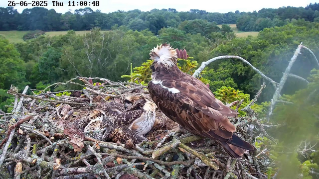 A large bird of prey, likely an eagle, is perched on the edge of its nest, which is made of twigs and branches. Two young birds, probably eaglets, are lying inside the nest. The adult bird has brown feathers with white patches on its head and neck, and it appears to be observing the surroundings. The nest is situated high in a tree, with a background of lush green forest and rolling hills under a cloudy sky. A timestamp shows the date as June 26, 2025, and the time as 11:00 AM.