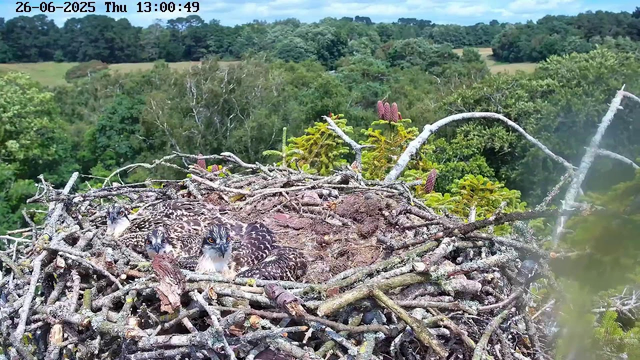 A bird's nest made of twigs is situated high in a tree, with several young birds visible inside. The young birds have spotted feathers and are looking outward. The background shows a lush green landscape with dense foliage and distant trees under a partly cloudy sky. The image is timestamped "26-06-2025 Thu 13:00:49" in the top left corner.