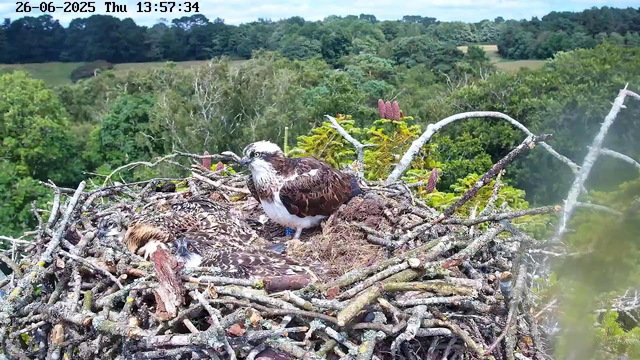 A bird of prey, likely an osprey, is sitting on a large nest made of sticks and branches. The nest is situated high in the trees, with a lush green forest and rolling hills in the background. The image is from a live webcam feed, with a timestamp showing June 26, 2025, at 13:57:34.