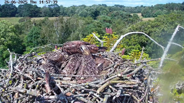 A large bird's nest made of sticks is perched high in a tree, with three hawks resting inside it. One hawk is sitting upright with its head turned to the side, another is lying down with its eyes closed, and the third is slightly curled, facing away from the camera. The background features a lush green forest with a mix of trees and rolling hills under a clear blue sky. The date and time displayed at the top left corner are June 26, 2025, at 14:57:39.