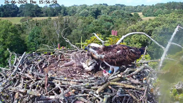 An osprey nest built with a large collection of sticks and branches sits atop a tall tree. Inside the nest, an adult osprey with brown and white feathers is feeding two young chicks. The chicks have striped heads and are eagerly waiting for food. In the background, lush green trees extend into distant rolling hills under a bright sky. The image is timestamped "26-06-2025 Thu 15:56:58" at the top.