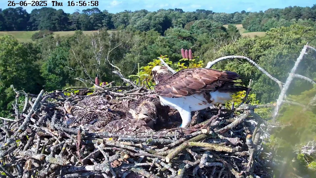 A group of ospreys in a large nest made of sticks and branches is situated high in a tree. One adult osprey is standing on the edge of the nest, while several juvenile ospreys are lying or sitting close together inside the nest. The background shows a lush green landscape with dense trees and rolling hills under a clear blue sky. The image is timestamped June 26, 2025, at 16:56:58.