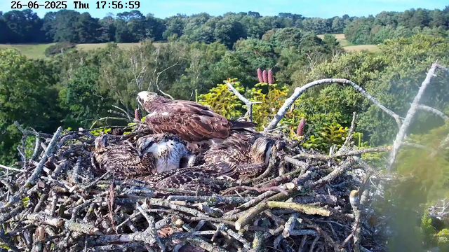 An adult bird of prey, likely an osprey, is sitting on a large nest made of sticks. Surrounding the adult, there are several young chicks, covered in fluffy down feathers and some streaks of darker feathers. The nest is situated high above a lush green forest, with a clear blue sky overhead. There are some plant buds visible within the nest, indicating new growth. The date and time stamp in the top left corner shows June 26, 2025, at 5:56 PM.