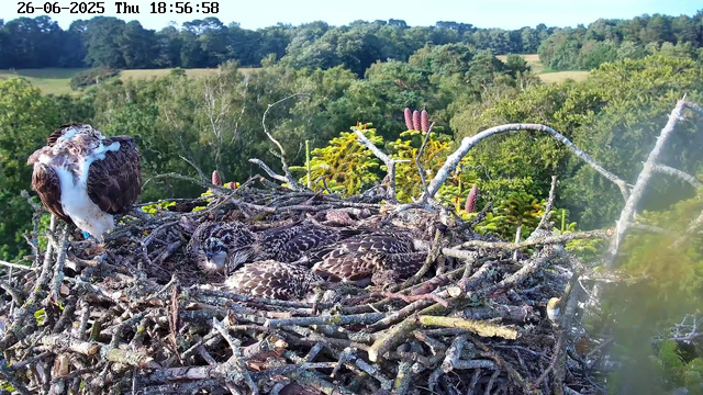 A large bird of prey with white and brown feathers stands on the left side of a nest made of sticks, while two young chicks with dark and light brown patterned feathers lie in the nest. The nest is situated high above a lush green forest with rolling hills and dense trees in the background. The sky is clear and sunny. The timestamp on the image reads "26-06-2025 Thu 18:56:58".