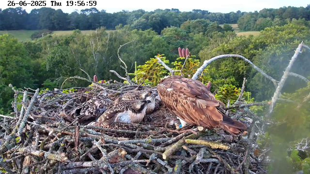 A pair of birds, likely an adult and a juvenile, sit in a large nest made of sticks and branches high in the trees. The adult bird, with brown feathers, appears to be interacting with the chick, which has a mix of brown and white plumage. The background features a lush green forest with rolling fields and distant trees under a clear sky. The image is timestamped June 26, 2025, at 19:56.