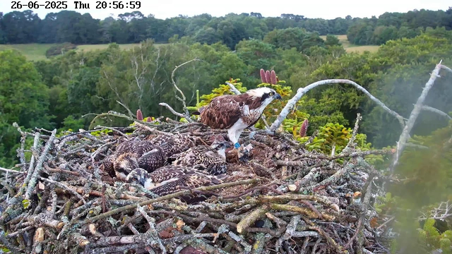 A large bird of prey, possibly an osprey, is perched on the edge of a nest made of sticks and twigs. Several young birds are lying or sitting in the nest, appearing to be squawking or resting. The nest is situated high in a tree, with dense green forest and rolling hills in the background. The image is timestamped June 26, 2025, at 8:56 PM.