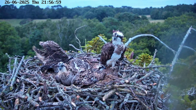 A large bird of prey, likely an osprey, is perched on a nest made of sticks and branches high above a lush green forest. Two young ospreys are resting in the nest, one with its wings slightly extended and the other sitting upright. The background shows a dense tree canopy and a cloudy sky. The image is timestamped "26-06-2025 Thu 21:56:59" in the top left corner.