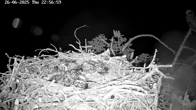 A black-and-white image of a bird nest with multiple small birds huddled together inside. The nest is made of twigs and is positioned among branches and foliage. The background is dark, with a few blurred circular light spots, and the top of the image includes a timestamp displaying "26-06-2025 Thu 22:56:59."