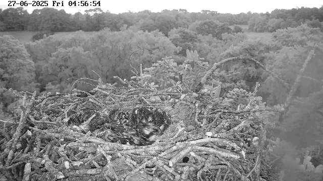 A nest made of numerous sticks and branches is situated high in a tree, containing two baby birds nestled close together. The background shows a dense forest with trees extending into the distance. The image is in black and white and includes a timestamp at the top left corner indicating the date and time.