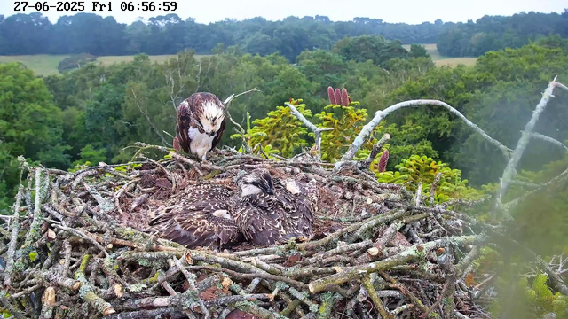 A pair of ospreys in a nest made of sticks on a tree branch, with one perched and leaning over the other, which is laying down and resting. The background shows a lush green forest and rolling hills under a cloudy sky. The image has a timestamp of June 27, 2025, at 6:56 AM.