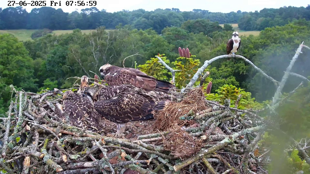 A group of juvenile ospreys are perched and resting on a large nest made of sticks and twigs. The nest is situated high in a tree among green foliage, with a background of dense, lush forest and rolling hills under an overcast sky. One adult osprey is on a branch to the right, overlooking the scene. The image is timestamped June 27, 2025, at 7:56 AM.