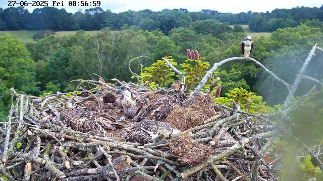 A large bird's nest made of twigs and branches is situated high in the trees, with a lush green forest and distant hills in the background. Inside the nest, there are several young birds, likely hawks or eagles, resting close together. One adult bird stands on a branch nearby, while another adult is perched higher up on a separate branch, observing the surroundings. The scene is captured on a bright morning, as indicated by the timestamp.