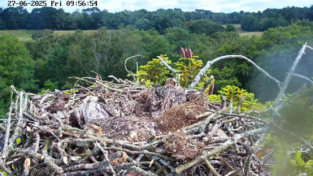 A nest filled with several young birds, possibly raptors, sitting among a large tangle of branches and twigs. The background shows a lush green forest with dense trees and rolling hills. The image is timestamped "27-06-2025 Fri 09:56:54" at the top.