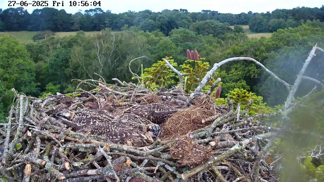 A nest made of numerous small sticks is situated high in the trees, with lush green foliage and rolling forested hills extending into the distance. Inside the nest, three young birds with brown and white speckled feathers are huddled together, seemingly resting. The image is timestamped "27-06-2025 Fri 10:56:04" at the top left corner.