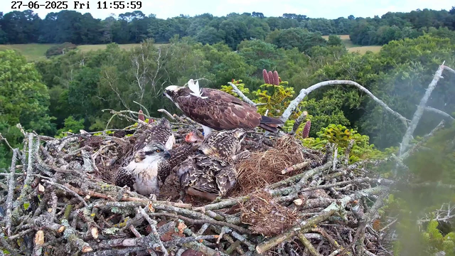 A nest made of sticks and twigs is situated high in a tree, containing four young raptors with streaked brown and white feathers. One of the adult raptors, with brown and white plumage, is attending to the nest, while another is resting nearby. The nest is against a backdrop of dense green forest and rolling hills under a partly cloudy sky. The image is timestamped June 27, 2025, at 11:55 AM.
