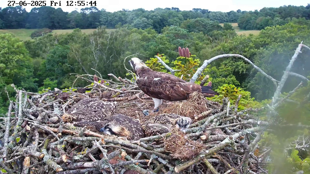 An adult osprey with a white head and dark eye stripe stands on a nest made of branches, with several young osprey chicks curled up and resting. The nest is high in a tree, overlooking a lush green forested landscape with rolling hills in the background. The scene is captured on a clear day, and the timestamp indicates it was taken on June 27, 2025, at 12:55 pm.