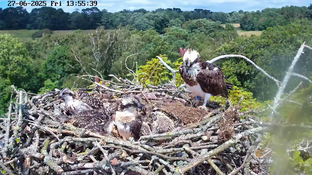A nest filled with five young ospreys and one adult osprey perched nearby. The nest is made of sticks and is situated high in a tree with a lush green forest background. The image has a timestamp at the top left corner, indicating the date and time.