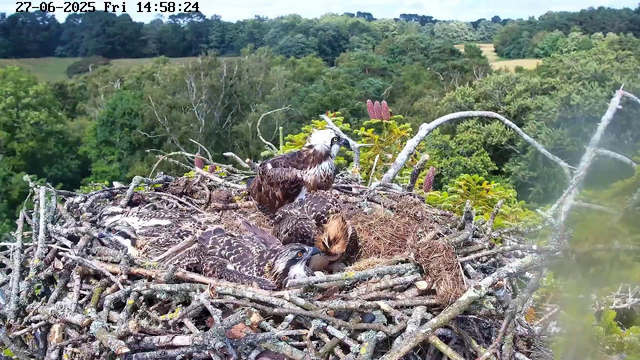 A large nest made of twigs and branches is situated high in a tree, overlooking a lush green forest. Inside the nest, three young raptors (birds of prey) are resting, with one adult raptor standing nearby. The background shows a dense canopy of trees extending across rolling hills under a clear sky. The image captures a peaceful moment in a natural habitat.