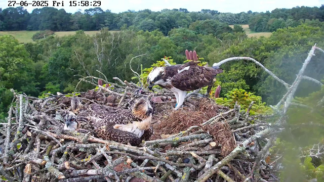 An osprey nest made of sticks is situated high in a tree, with a lush green forest and rolling hills in the background. Inside the nest, one adult osprey is feeding two chicks; the adult has dark brown and white feathers, while the chicks are covered in downy feathers with streaks of brown and white. The scene is bright and clear, with the foliage in vibrant green. The image is timestamped June 27, 2025, at 15:58:29.