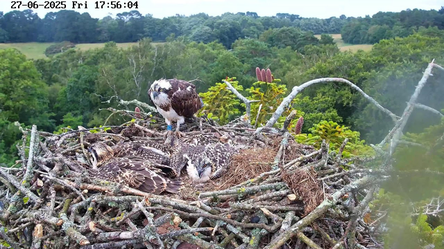 An adult osprey stands on a large nest made of sticks on a tree, with three young chicks lying in the nest. The background shows a lush green forest under a cloudy sky. The timestamp at the top indicates the date as June 27, 2025, and the time as 17:56:04 on a Friday.
