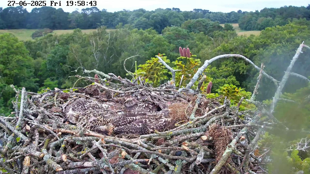 A bird's nest made of twigs and branches is perched high in trees, with several young birds ( chicks) resting inside. The nest is surrounded by green foliage and a lush, forested landscape extends into the distance under a cloudy sky. The top left corner displays the date and time: 27-06-2025, Friday, 19:58:43.