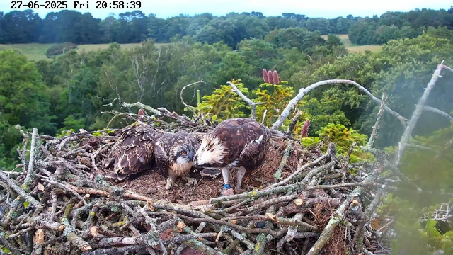Two juvenile ospreys are perched in a large nest made of sticks and branches, situated high above a lush, green forest. One osprey is looking directly at the camera with its head tilted, while the other is facing downward, appearing to tend to something in the nest. The background shows dense trees and rolling hills under a partly cloudy sky. There is a timestamp at the top of the image displaying the date, day, and time.