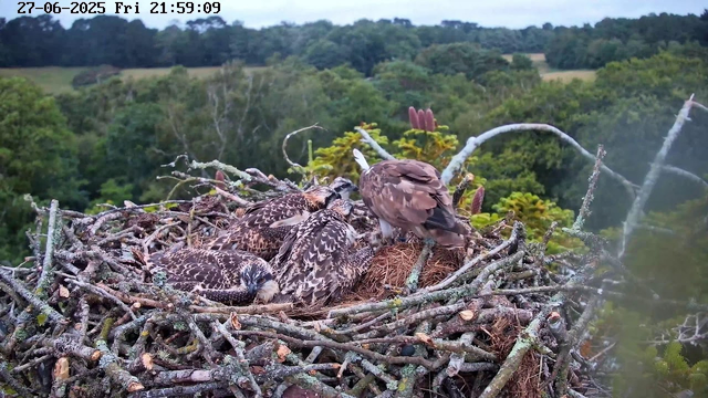 An eagle's nest with four young chicks and an adult bird perched on the edge. The nest is made of sticks and situated high above a lush green forest. The scene is captured from a webcam, with the timestamp showing June 27, 2025, at 21:59:09. The background consists of dense trees and rolling landscape.