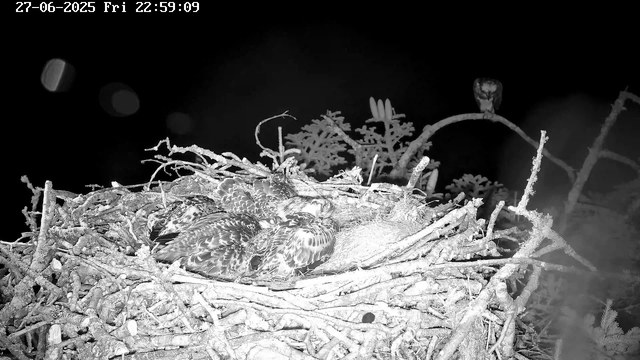 A bird's nest made of sticks and twigs is perched on a tree branch. Several young birds are huddled together inside the nest. An adult bird is perched on a branch above the nest, observing the scene. The background is dark, indicating it is nighttime, and the image is in black and white. The timestamp shows the date as June 27, 2025, and the time as 22:59:09.