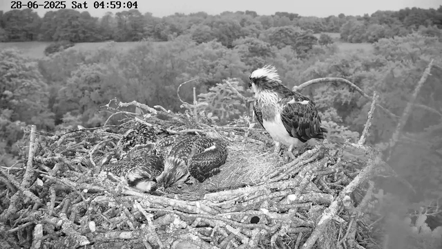 A black-and-white image of an osprey nest in a tree overlooking a forested landscape. Inside the nest, there are three chicks huddled together, and one adult osprey perched on the edge. The background shows dense foliage and rolling hills, with a timestamp in the top left corner indicating it was taken on June 28, 2025, at 4:59 AM on a Saturday.