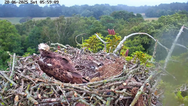 A bird of prey, likely an osprey, is sitting on a large nest made of twigs and branches. The nest is perched high in a tree surrounded by lush green foliage. The background features a dense forest with various trees and rolling hills. The image is a webcam capture taken early in the morning, as indicated by the timestamp in the upper left corner.