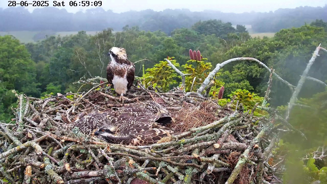 A bird of prey, likely an osprey, is perched on the edge of a large nest made of sticks and twigs. Inside the nest, there is a recent hatchling with downy feathers, lying among the nesting materials. The background features a lush, green forest with trees extending to the horizon, under an overcast sky. The image is timestamped "28-06-2025 Sat 06:59:09" at the top left corner.
