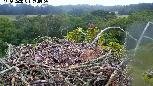 A nest made of twigs and branches sits high in a tree, with two young birds, likely raptors, curled up together inside. The nest is surrounded by lush green foliage and distant rolling hills under an overcast sky. The image has a timestamp in the top left corner indicating it was captured on June 28, 2025, at 7:59 AM.