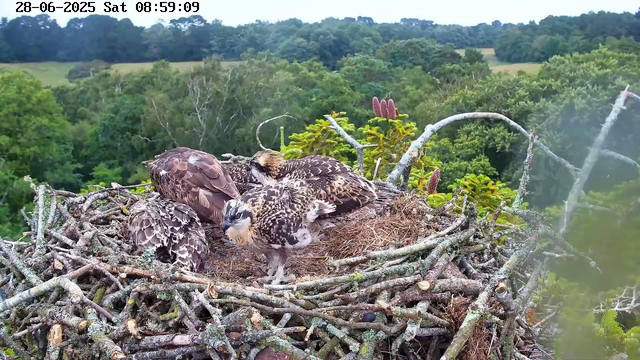 A view of a bird's nest on a tree branch, containing four young raptors with brown, white, and black mottled feathers. The nest is made of twigs and sticks. In the background, there is a lush green forest with rolling hills and dense foliage under a clear sky. The image includes a timestamp at the top reading "28-06-2025 Sat 08:59:09".